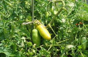 الموز الساق - العائد الطماطم في 2019