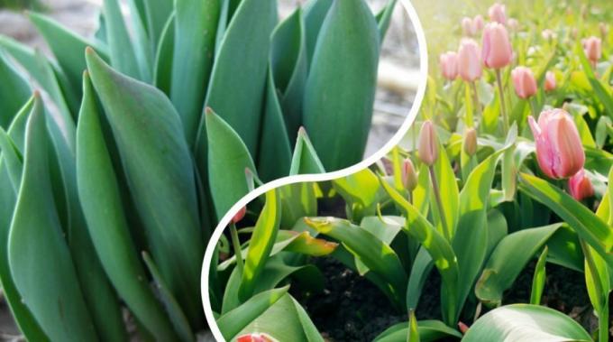 على الرغم من أن أنواع من زهور الأقحوان كثيرا، وجميع تلك المبادئ نمو النبات منتفخة متنوعة هي نفسها للجميع. صور: ogorod.ru