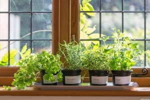 ما يمكنك زراعة الخضروات والأعشاب على شرفة الشقة