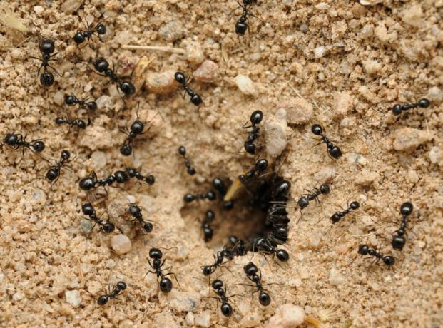 التخلص من النمل باستخدام الصودا | الحدائق والبستنة
