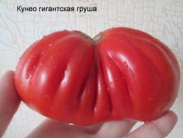 نكهة الطماطم. ألوان جميلة وطعم لا يصدق!