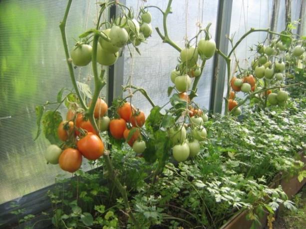 نضج الطماطم (البندورة) في الاحتباس الحراري يمكن تسريع! (Mojateplica.ru)