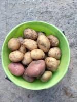 ما لنبات البطاطا بعد الحصاد في شهر سبتمبر. السماد الأخضر، الذي ينظف التربة وردع الآفات