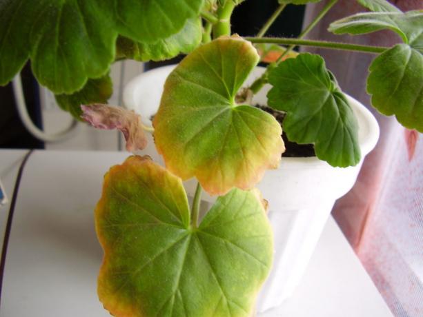 المسك - وليس فقط ل houseplant، الذي يحب الهواء الجاف