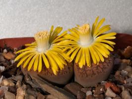 Lithops: الصخور أو النباتات؟