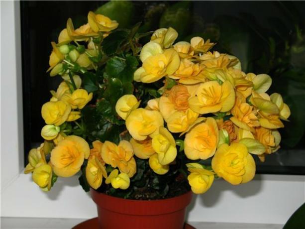 المزهرة الأصفر المثالي البيغونيا Eliator (أصفر حجر). صور: fedsp.com
