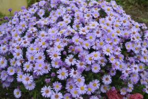 Flowerbed "الصيف الموسعة": 7 أفضل الخريف الألوان