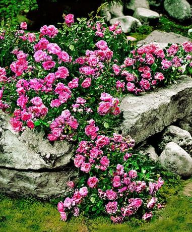 سجادة الورد والحجارة - مجموعة جميلة وغير عادية