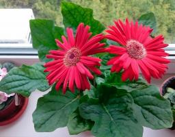 5 أفضل النباتات المنزلية لنافذة مشمس دون تقلبات