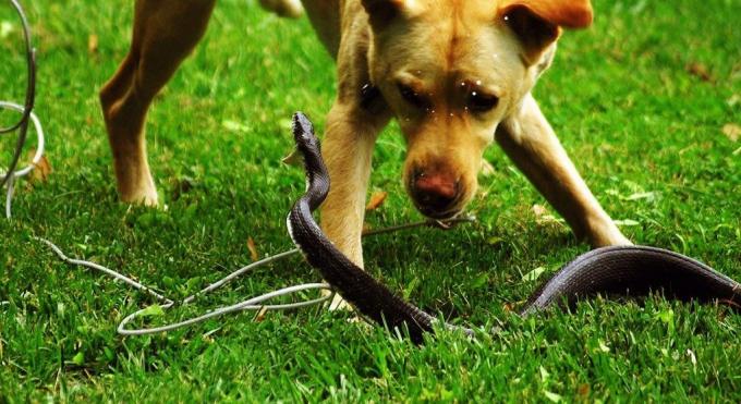 بعض سلالات الكلاب ليسوا خائفين من الدخول في معركة مع ثعبان