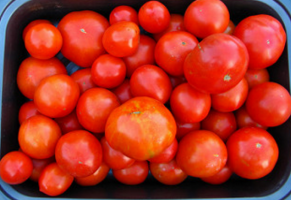 عندما الطماطم زرع، في أي إطار زمني؟ نصائح للمبتدئين