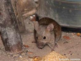 التخلص من الفئران والجرذان في البلاد