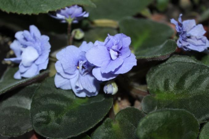 البنفسج (Saintpaulia uzambarskie) - الزهور الجميلة والحساسة من عائلة غزنرية