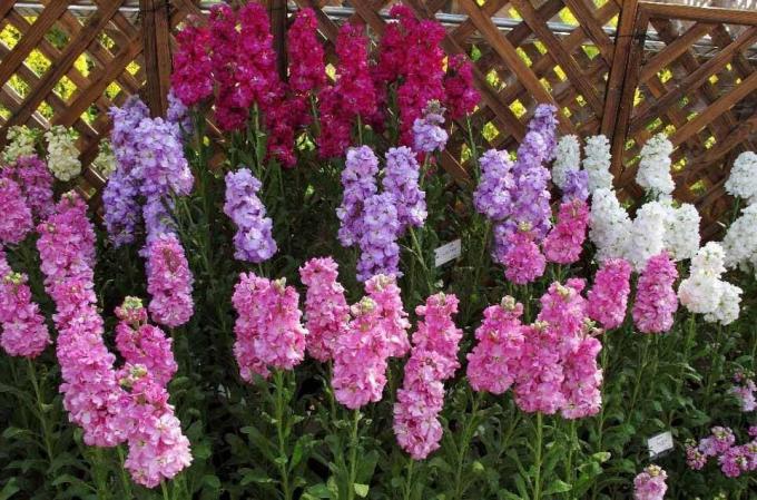 عرض: http://alena-flowers.ru. Levkoy تيري الرمادي. الأنواع الأخرى مع أقل الزهور الجميلة يسمى "السحلية البرية" للرائحة مشرق بعد غروب الشمس