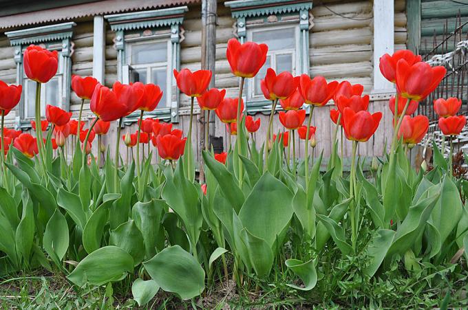 الزنبق الحمراء - الكلاسيكية الخالدة الزهور الروسية. صور: fotoload.ru