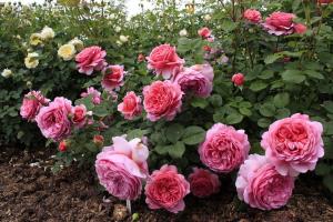 5 أخطاء الرعاية من الورود في الحديقة