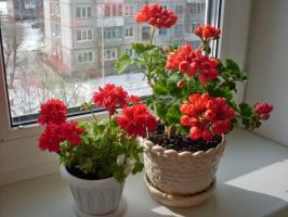 Geraniums نبات أسرار الأسمدة اليود لالمزهرة المورقة