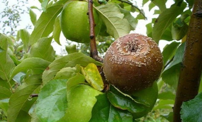 تعفن الفاكهة على التفاح (الرسوم التوضيحية لمقال مأخوذ من ياندكس. صور)