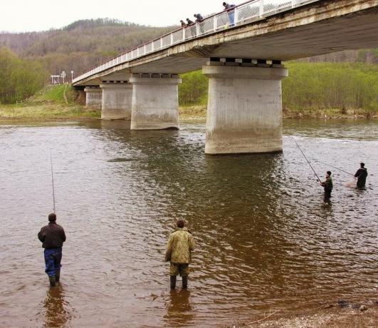ما وجه غرامة لصيد الأسماك من الجسور؟ | ZikZak