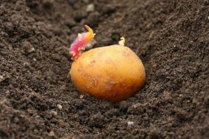 المعركة من أجل الحصاد: كيفية البطاطس مصنع