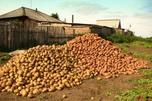 سيتم تخزين البطاطا في 2 مرات أفضل: ما يجب القيام به بعد الحصاد