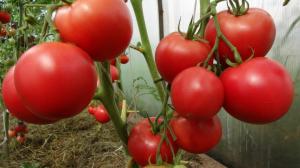 الطماطم (البندورة) سوف لا اسخن: تدابير بسيطة