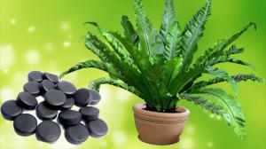 الكربون المنشط: سماد ممتازة للنباتات داخلية. يتميز التطبيق