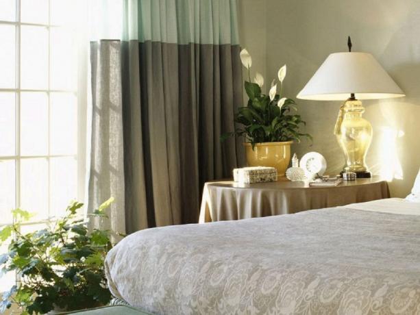 زنبق السلام - زهرة التي هي مثالية لغرفة النوم