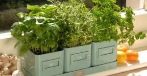 الأعشاب في المطبخ. تعليمات لزراعة المساحات الخضراء على حافة النافذة