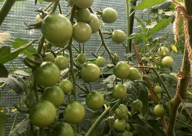 الفواكه في زراعة شجيرات الطماطم مزدوجة لا أصغر مما كان عليه في المزروعات واحدة. 