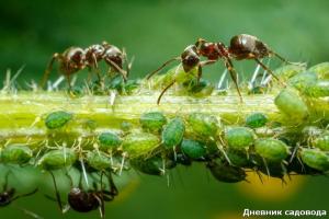 التخلص من النمل مع اليود