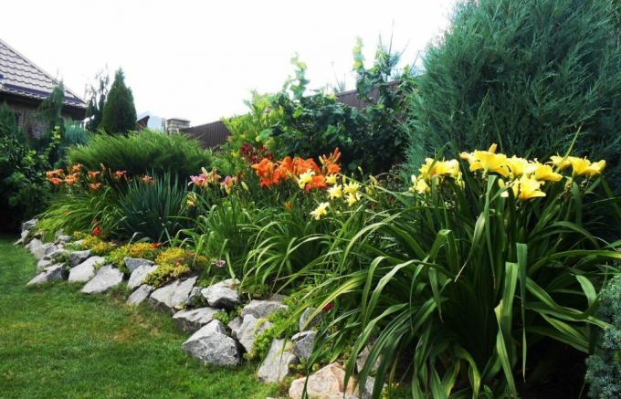 فراش زهرة جميلة على طول السياج: daylilies في وئام مع جيرانها أكبر