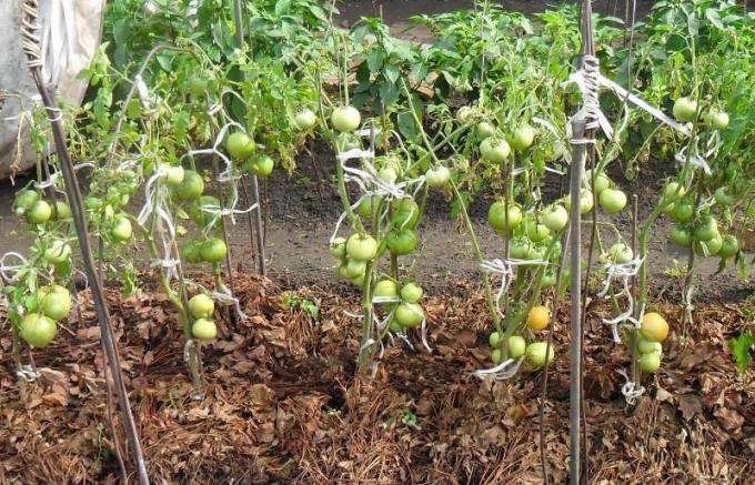 مثال التغطيه العشب الجاف الطماطم الأسرة (الصورة من الإنترنت)