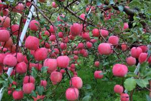 لماذا شجرة التفاح تصنع أثمارا كل عام.