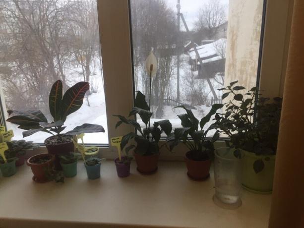 محفوظ بوعاء النباتات على حافة النافذة في غرفة نومي. وثلاثة منهم يقول قريبا وداعا!