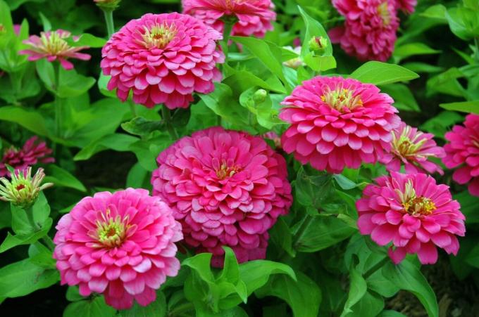 متنوعة مع الزهور الخصبة. عرض: http://isadovod.ru