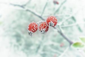 ما هو الخطر في يذوب في فصل الشتاء؟