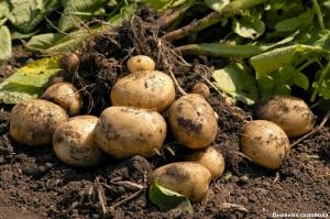 استعادة التربة بعد حصاد البطاطس