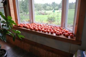 بور كا 4 طرق الصحيحة لتسريع نضج الطماطم على حافة النافذة
