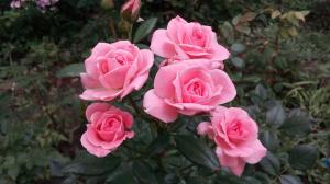 الورود في الحديقة ل"الدمى": 5 قواعد لأولئك الذين يقررون لزرع زهرة