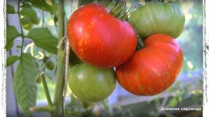 6 من أفضل أصناف من الطماطم للالمسببة للاحتباس الحراري وحقل مفتوح
