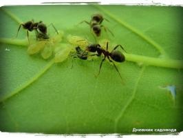 كيف يمكنني التخلص من النمل في يوم واحد في البلاد، وذلك بسبب اليود
