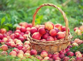 كيفية الحفاظ على التفاح الطازج حتى الصيف المقبل. تعال إلى الجليسرين المساعدات