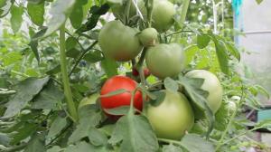 يهمني من الطماطم (البندورة) في أغسطس، مع معرفة هذه المسألة. الاثمار إلى الحد الأقصى