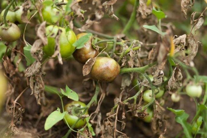 الصورة الكلاسيكية للPhytophthora