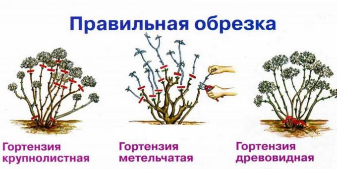مخطط محصول الخريف أنواع مختلفة من كوبية ( http://fruittree.ru/wp-content/uploads/2017/07/Obrezka.jpg)