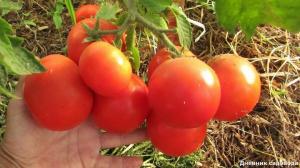 زيادة الغلة وعدد من المبايض في الطماطم
