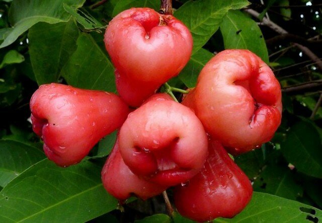 مجموعة متنوعة من التفاح "وايلد روز"، والتي تحولت في بلدي حديقة مؤامرة في الشجر الملقم 5-6 سنوات