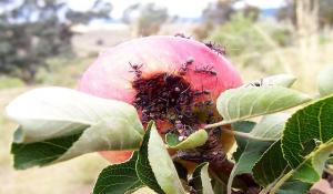 كيف يمكنني التخلص من النمل الحديقة على أشجار التفاح والشجيرات.