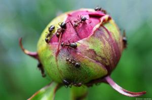 التخلص من النمل على البيونات